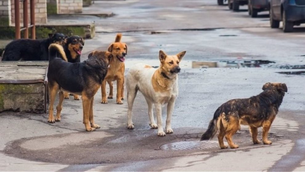 Δήμος Δυτικής Μάνης: Ένταξη καταφυγίου αδέσποτων  ζώων στο «Φιλόδημος ΙΙ»