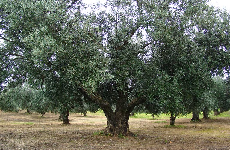 Ερώτηση Γ. Λαμπρόπουλου για κρατική ενίσχυση των ζημιών στην ελαιοπαραγωγή