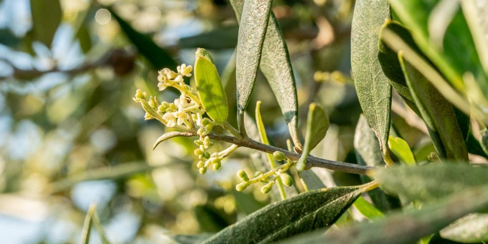 Στην κόψη του ξυραφιού λόγω… καλοκαιρίας η ελαιοπαραγωγή