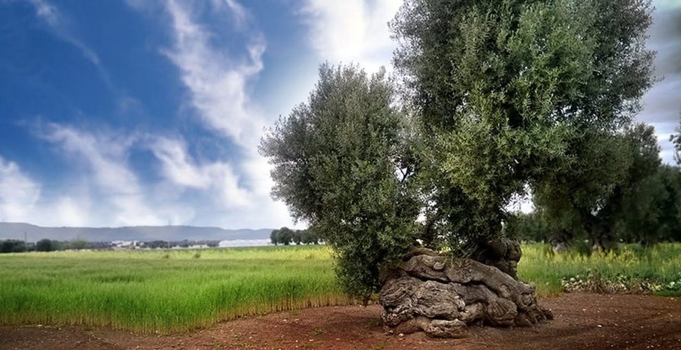 Οι ακραίες κλιματολογικές συνθήκες  και οι επιπτώσεις στην ελαιοκαλλιέργεια