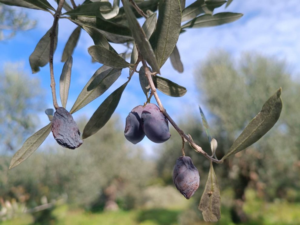 Το γλοιοσπόριο “έφαγε” φέτος το 30% παραγωγής στη Μεσσηνία