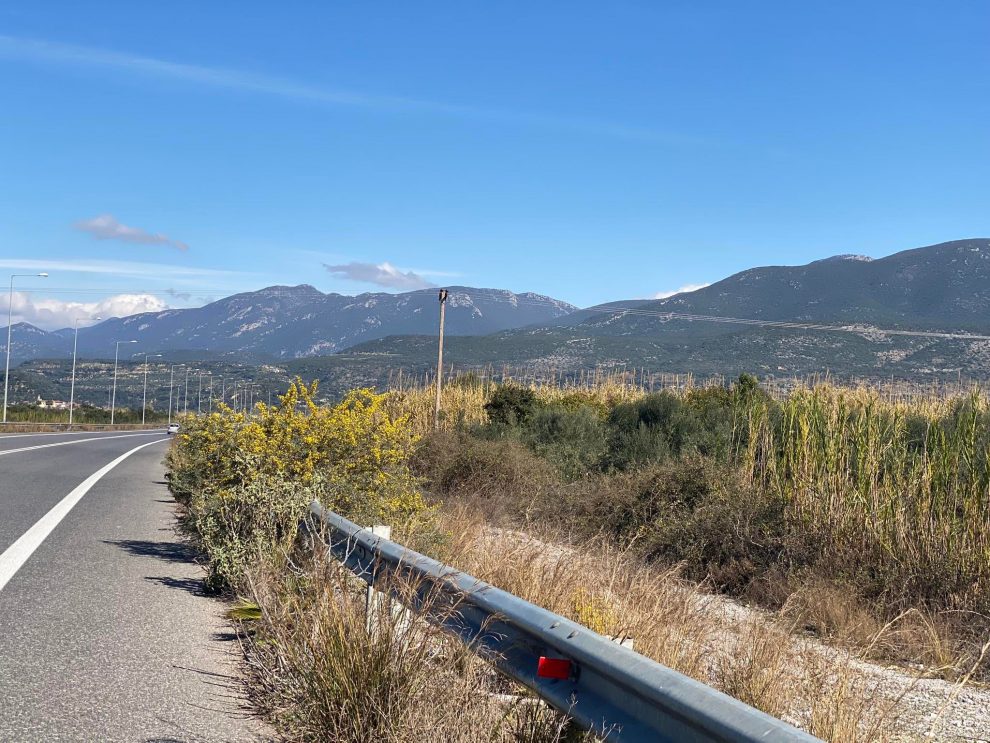 Μέχρι και φραγκοσυκιές