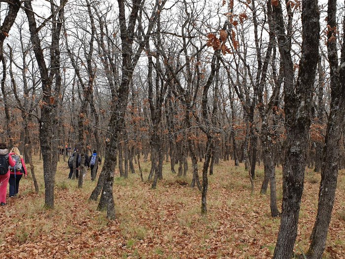 Εξόρμηση του Ευκλή σε «Αισθητικό Δρυοδάσος Μογγοστού» στην ορεινή Κορινθία