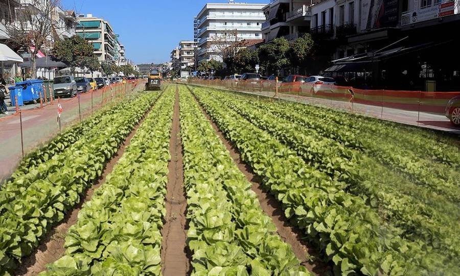 Μαρούλια αντί για… έργα!