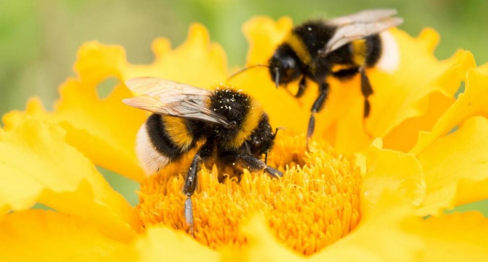 ΔΑΟΚ Τριφυλίας: Προστασία των μελισσών  από χημικούς ψεκασμούς