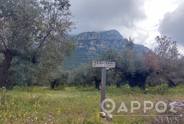 Στα 10.000 ευρώ το στρέμμα τα αγροτεμάχια με ελιές σε Μεσσηνία και Λακωνία