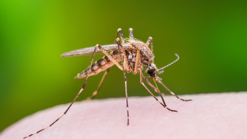 Το φετινό πρόγραμμα καταπολέμησης των κουνουπιών στην Περιφέρεια