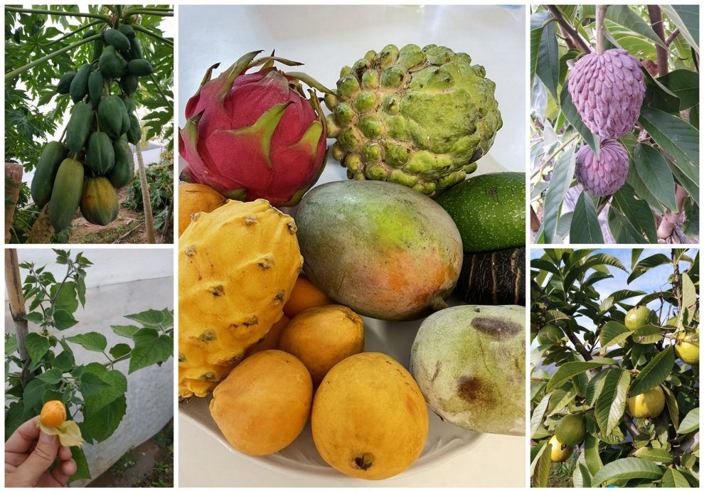 Γιώργος Μαυροειδής: Καλλιεργώντας εξωτικά  φρούτα στη Μεσσηνία