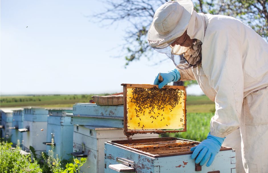 ΔΑΟΚ Τριφυλίας: Ενημέρωση για δήλωση IBAN στο Εθνικό Ηλεκτρονικό Μελισσοκομικό Μητρώο