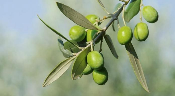 Γαργαλιάνοι: Λεύκωμα για την ελιά και το λάδι από  το Μορφωτικό Σύλλογο Γυναικών