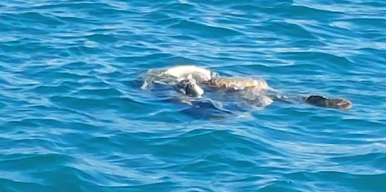 Θαλάσσιες χελώνες ζευγαρώνουν στο λιμάνι Κυπαρισσίας