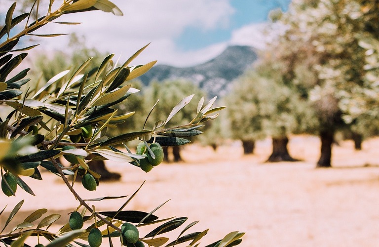 Greekcert: Δημιουργία πιστοποιημένων φυτειών  ελιάς, εσπεριδοειδών και συκιάς