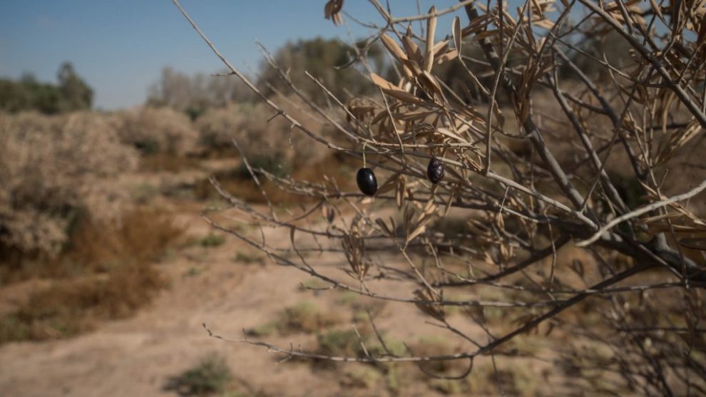 Καταστρέφονται από την ξηρασία οι ελαιώνες σε Ισπανία και Ιταλία