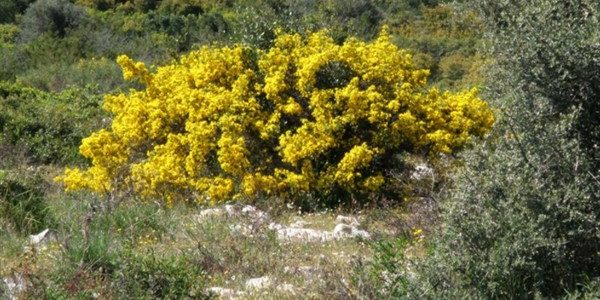 Το ΣτΕ έλυσε το «γόρδιο δεσμό» για ασπάλαθους και φρύγανα στους δασικούς χάρτες