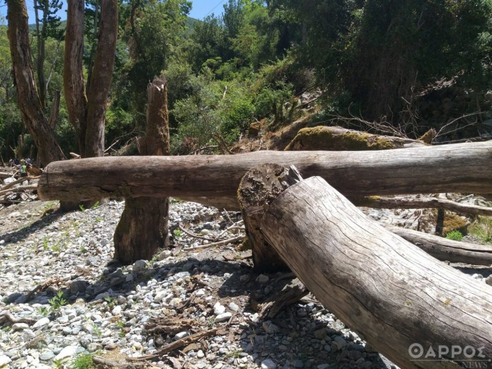 Αυστηρότερα μέτρα για αποφυγή διάδοσης του μεταχρωματικού έλκους του πλατάνου