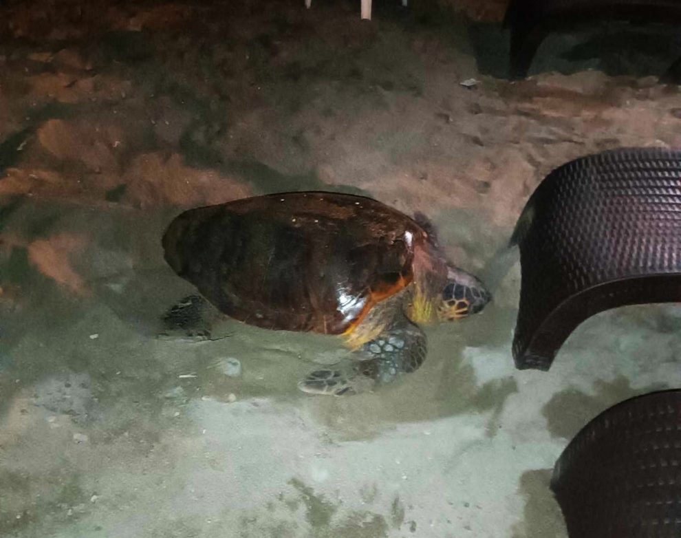 Εντοπίστηκαν οι πρώτες φωλιές θαλασσίων χελωνών στην Καλαμάτα