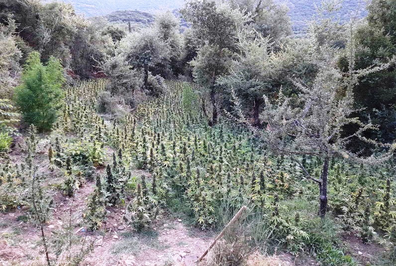 Τρεις Αλβανοί οι καλλιεργητές της χασισοφυτείας «μαμούθ» στο Ραπτόπουλο