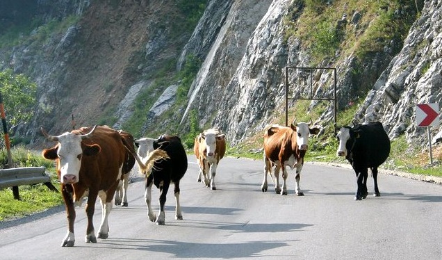 Τεράστιες καταστροφές στο Δήμο Μεσσήνης από ελεύθερα βοοειδή