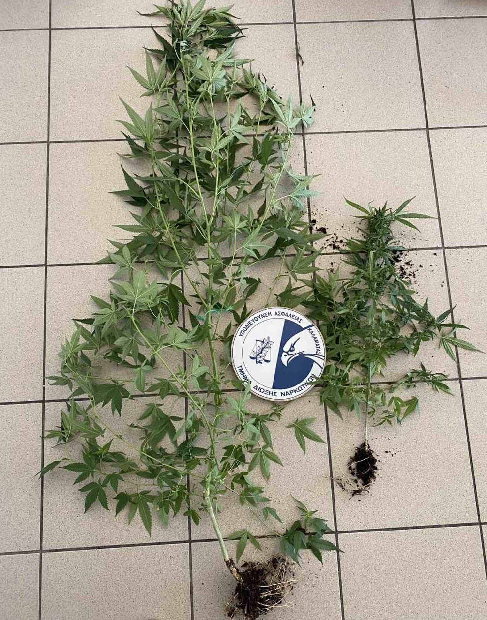 Μεσσήνη: Καλλιεργούσε στο σπίτι  του φυτά κάνναβης