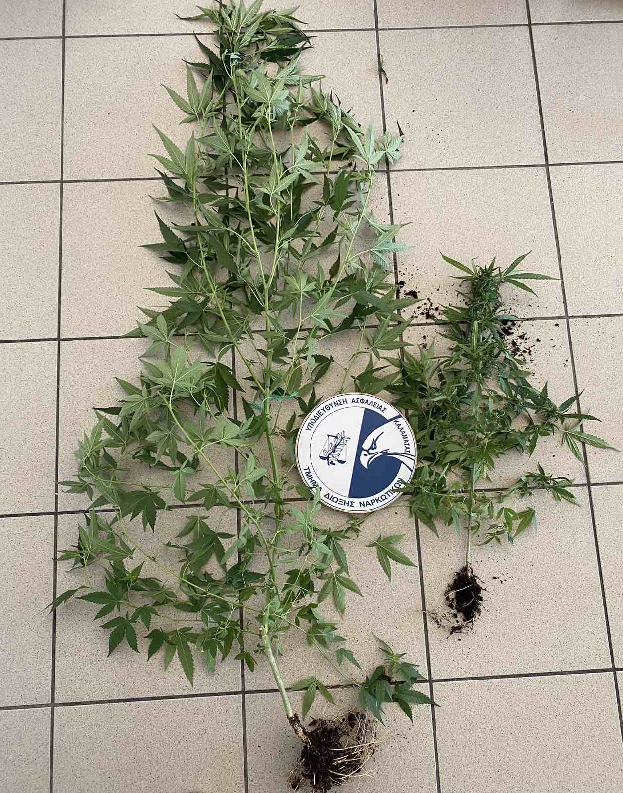 Μεσσήνη: Καλλιεργούσε στο σπίτι  του φυτά κάνναβης
