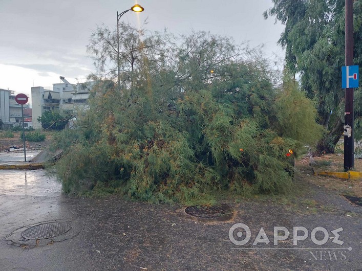 Καλαμάτα: Αυτοκίνητο καταπλακώθηκε από δέντρο