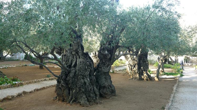 Στην Ε.Ε. για την ενίσχυση  ελαιοπαραγωγών λόγω ακαρπίας