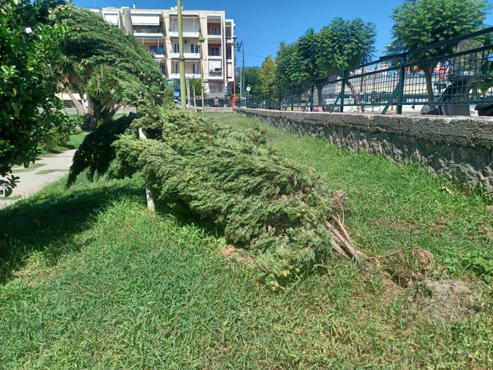 Πεσμένα δέντρα