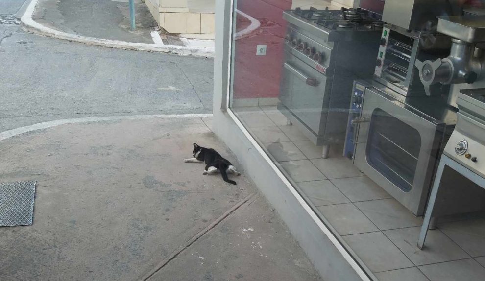 Περιστατικό θανάτωσης γάτας στην οδό Αθηνών