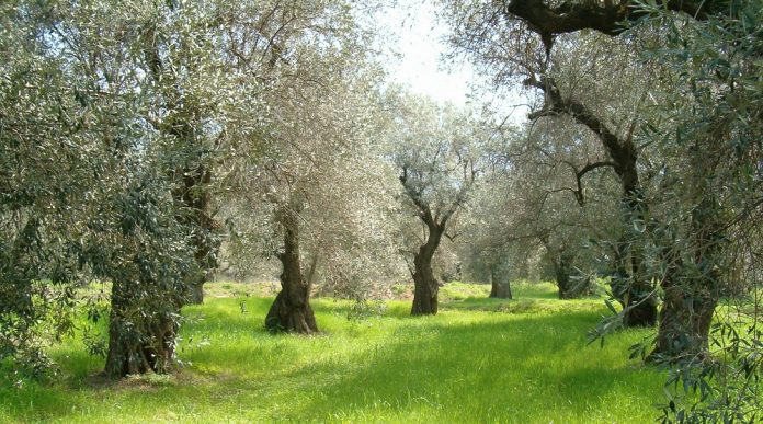 Προχωράμε χωρίς… πυξίδα  στρατηγικής στον ελαιοκομικό κλάδο