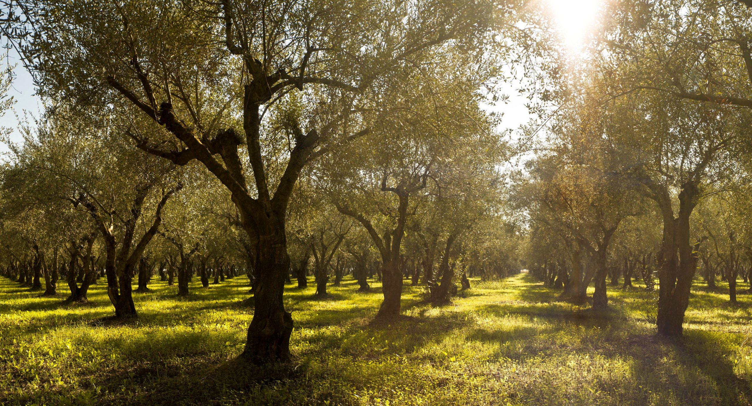 Costa Navarino: Συμμετοχή στην προσπάθεια εξάλειψης των  δασικών πυρκαγιών μέσω του XPRIZE Wildfire