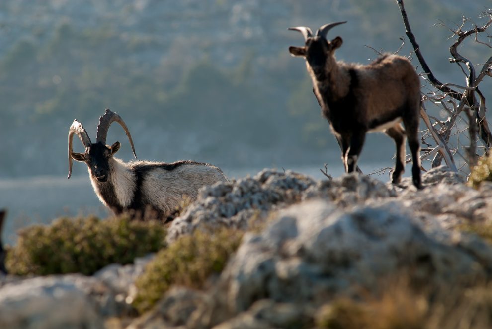 Από 30 Οκτωβρίου ξεκινά  το κυνήγι στη νήσο Σαπιέντζα