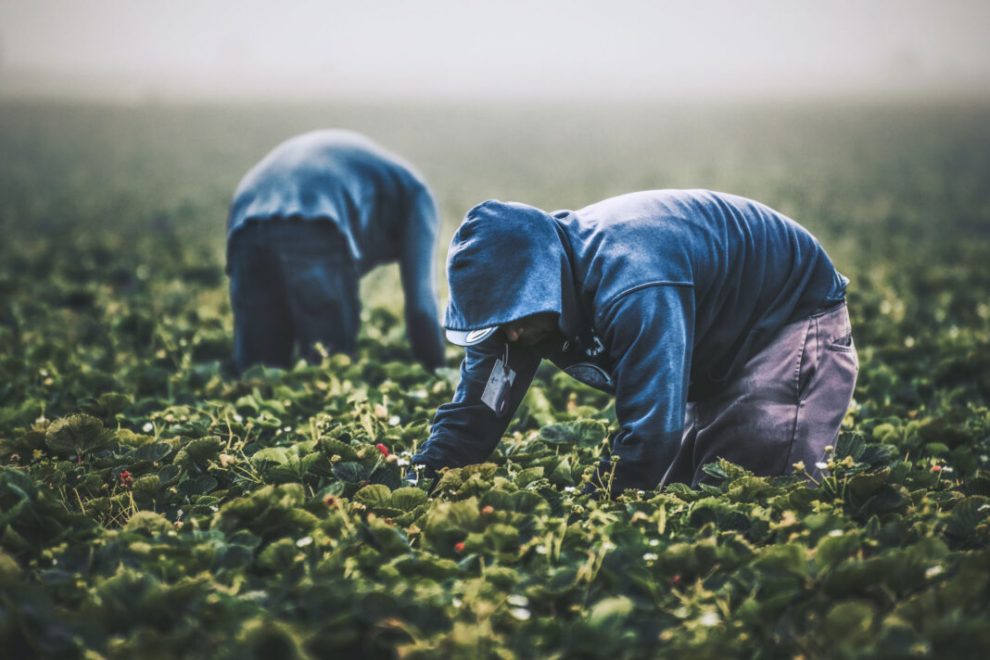 «Νάρκη» στη γεωργία της Μεσσηνίας  η έλλειψη 3.000 εργατών γης