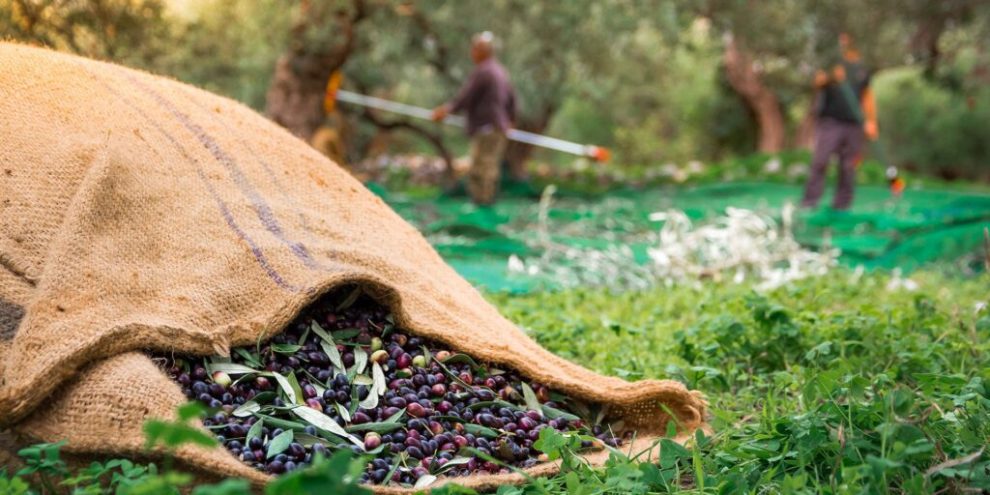 Μάστιγα οι κλοπές ελαιολάδου και στη Μεσσηνία