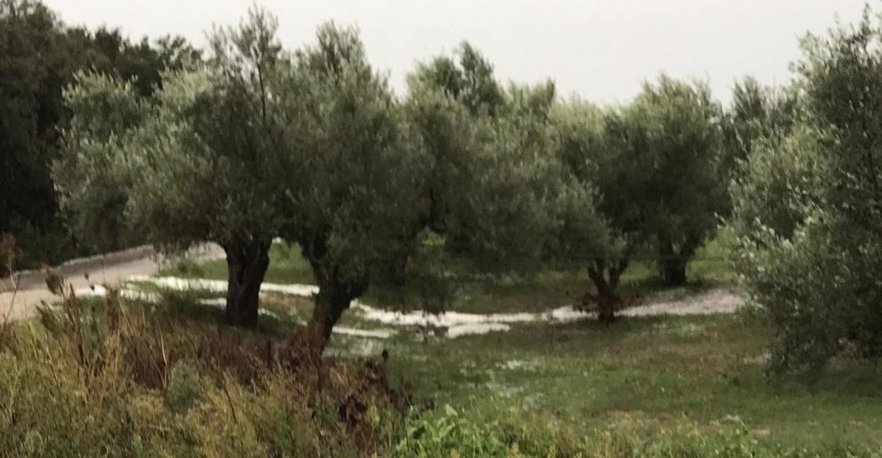 Τριφυλία: Ισχυρή χαλαζόπτωση έπληξε ελαιοκαλλιέργειες