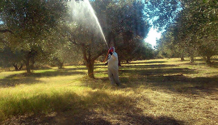 Ολοκληρώθηκαν οι δολωματικοί ψεκασμοί δακοκτονίας στην Τριφυλία