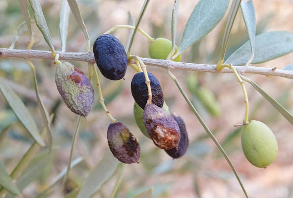 Καταγραφικά πορείας για την δακοκτονία σε ΔΑΟΚ Μεσσηνίας και Τριφυλίας