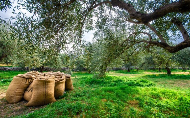 «Φρούρια» οι ελαιώνες και στη Μεσσηνία