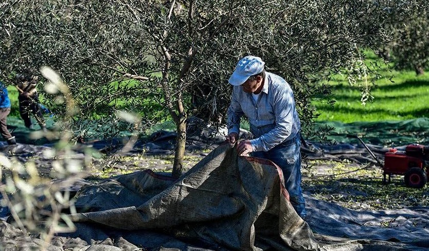 Μειωμένη κατά 50% η παραγωγή του  ελαιολάδου στην Ελλάδα σε σχέση με πέρυσι