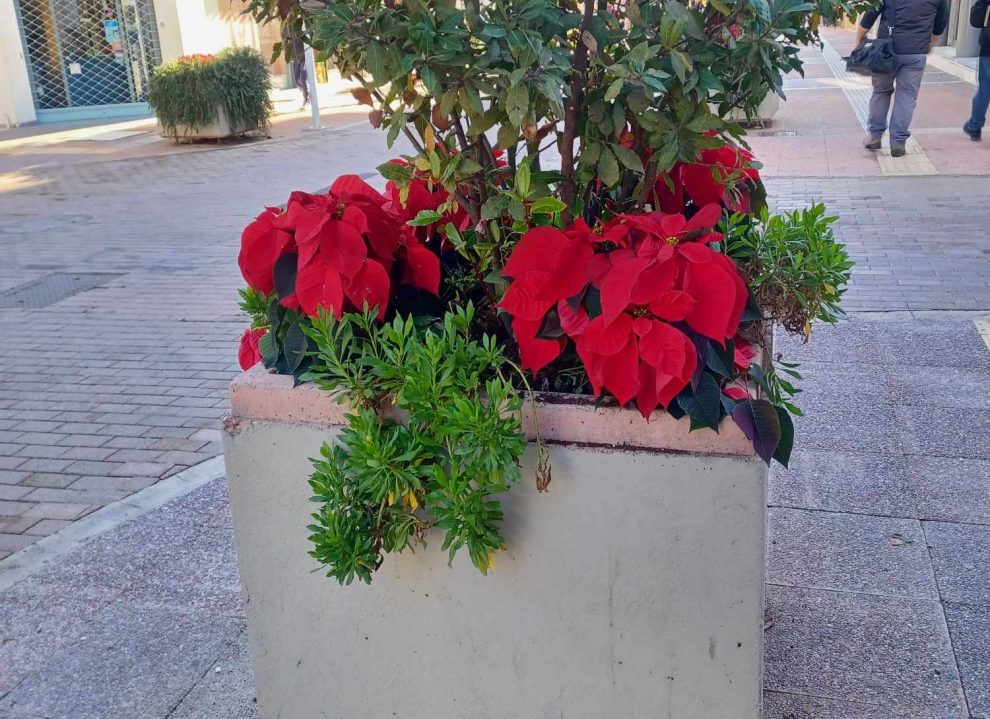 Ελπίζουμε φέτος να μην τα κλέψουν