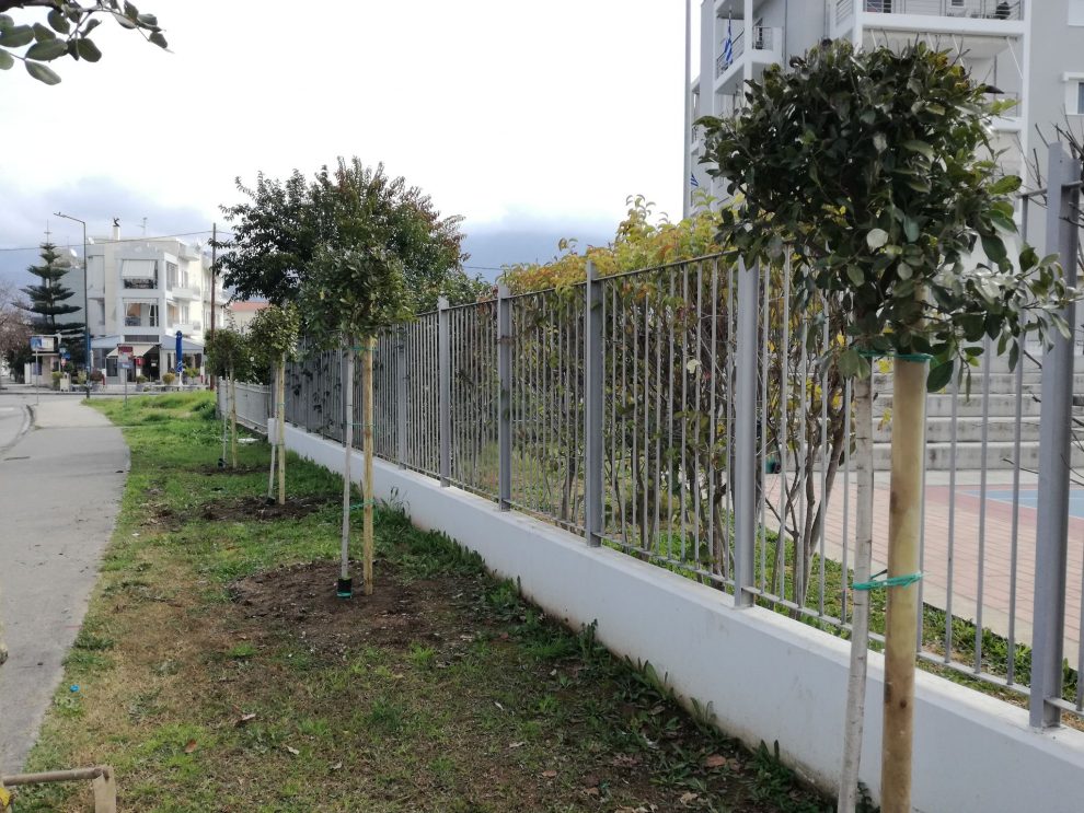 Δήμος Καλαμάτας: Φυτεύσεις δενδροστοιχιών σε σχολεία και κοινόχρηστους χώρους