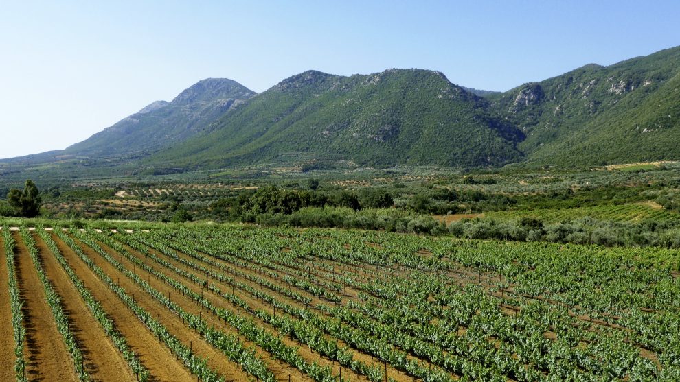 Ανάδειξη των αμπελώνων Navarino Vineyards  και προώθηση του οινοτουρισμού στη Μεσσηνία