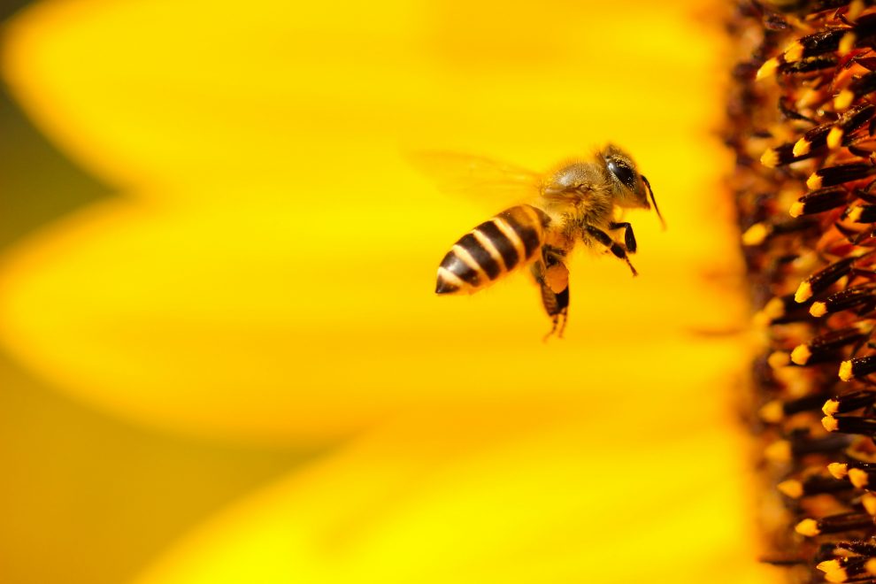 Σεμινάριο μελισσοκομίας στη Μεγαλόπολη