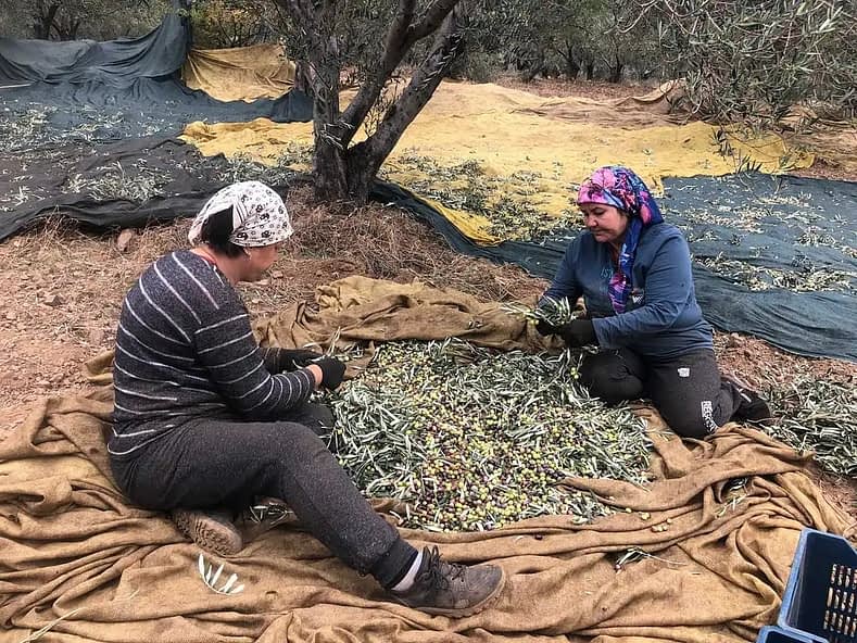 Συνεχίζει η Ε.Ε.  την προστασία τουρκικών προϊόντων -Έγινε ΠΟΠ ελαιόλαδο από το Αϊδίνιο