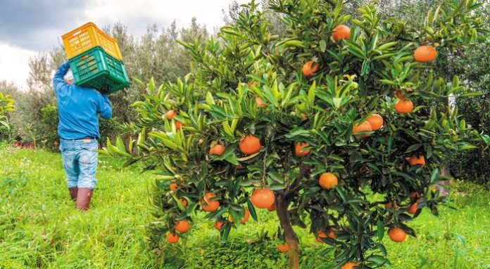 Μεσσηνία: Βαίνει αυξανόμενο  το ενδιαφέρον για το πορτοκάλι