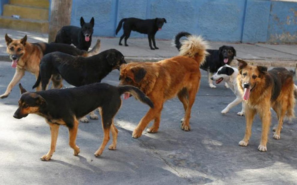 Κυπαρισσία: Αδέσποτα σκυλιά επιτέθηκαν σε άνδρα