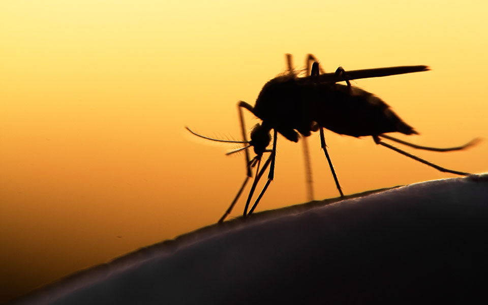 Καταπολέμηση κουνουπιών στην Περιφέρεια Πελοποννήσου -Ένταξη πράξης προϋπολογισμού 4.100.000 ευρώ