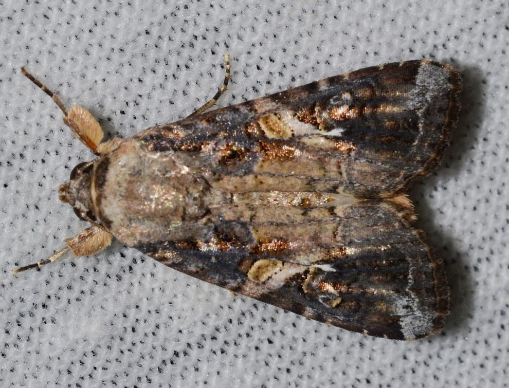 Περ. Πελοποννήσου: Ενημέρωση κοινού για το έντομο Spodoptera frugiperda