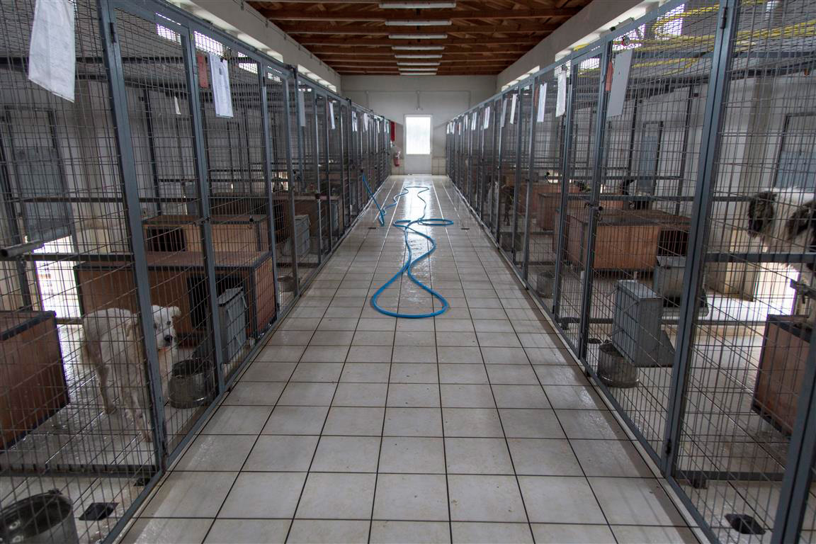 Προχωρά, έστω και αργά, η δημιουργία του διαδημοτικού κυνοκομείου