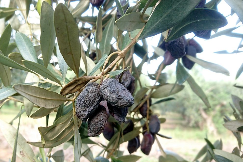 Ενημέρωση για το γλοιοσπόριο της ελιάς