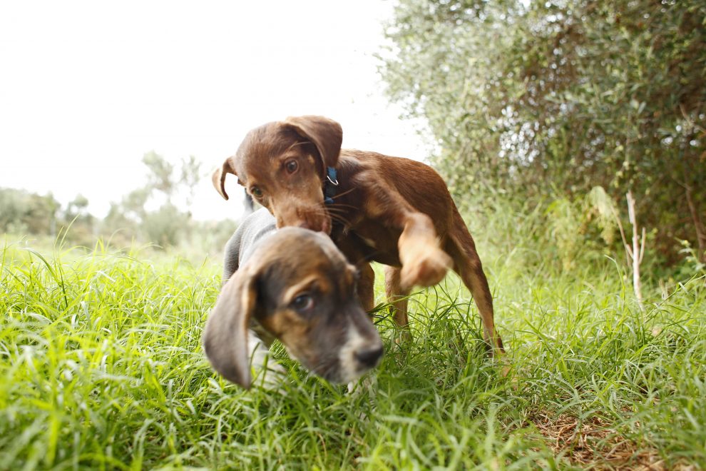 Costa Navarino και PURINA® διοργανώνουν το 3ο διήμερο υιοθεσίας αδέσποτων ζώων